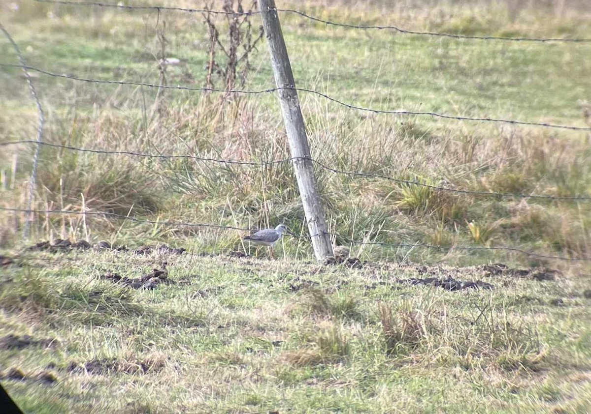 Greater Yellowlegs - ML644196904
