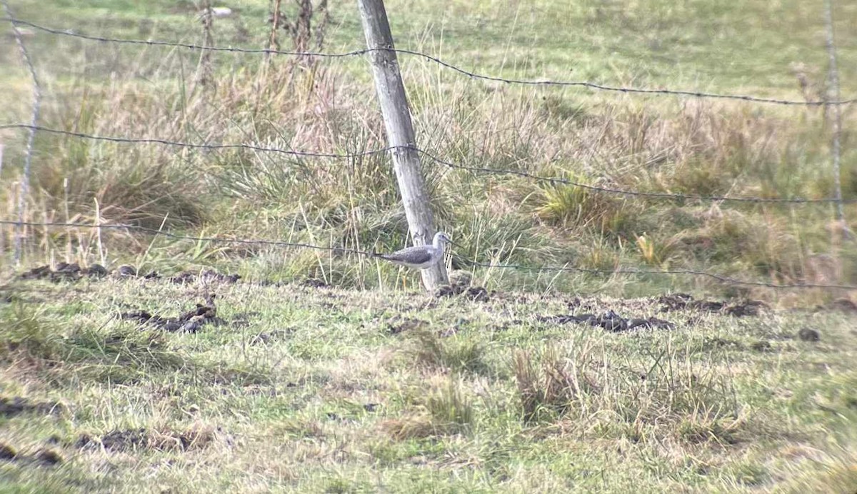 Greater Yellowlegs - ML644196911