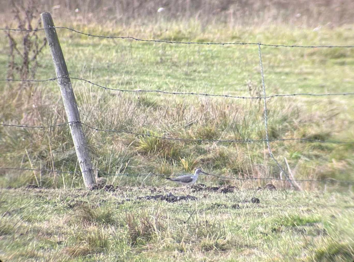 Greater Yellowlegs - Emily Williams