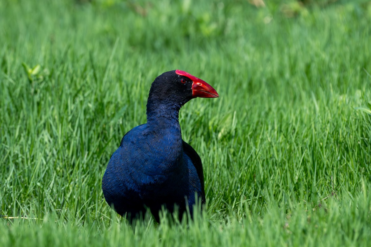 Australasian Swamphen - ML644196927
