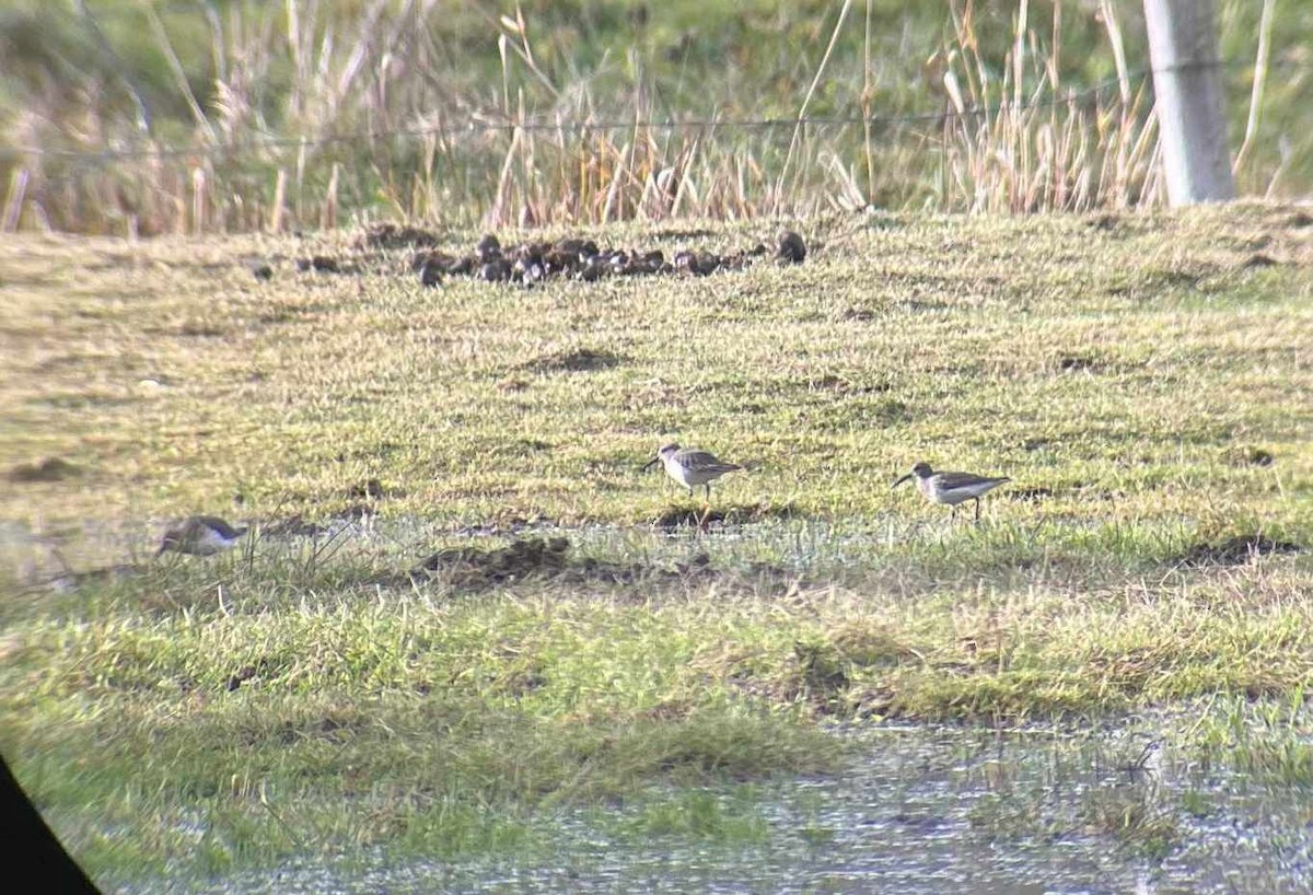 Dunlin - ML644196935