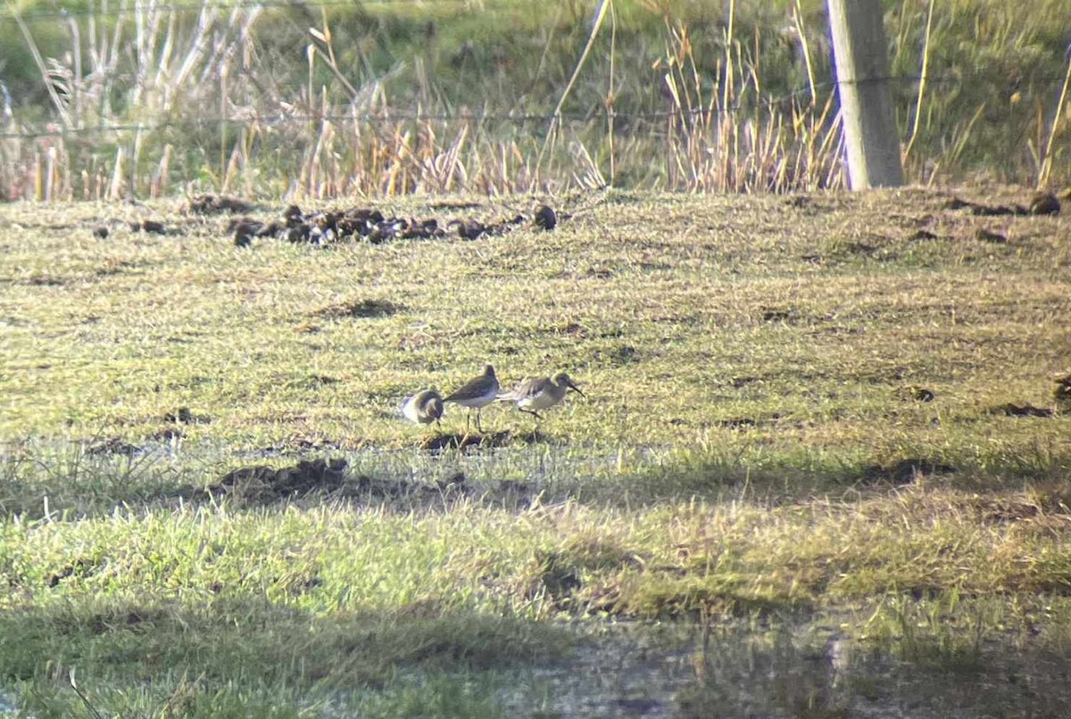 Dunlin - ML644196937