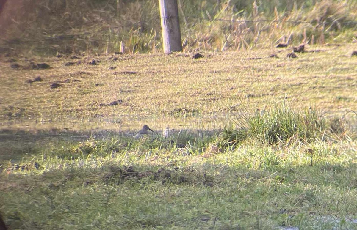 Dunlin - ML644196939