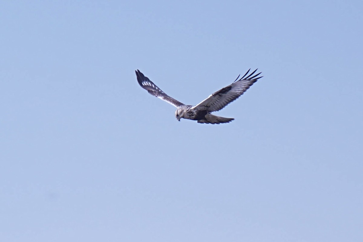 Зимняк - ML644196946