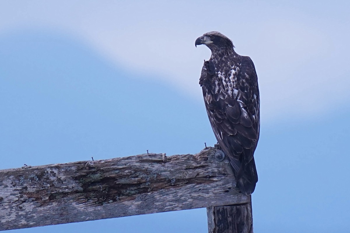 Bald Eagle - ML644196951