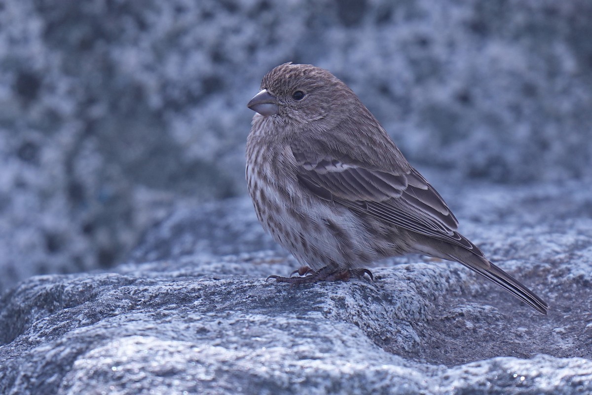 House Finch - ML644196958