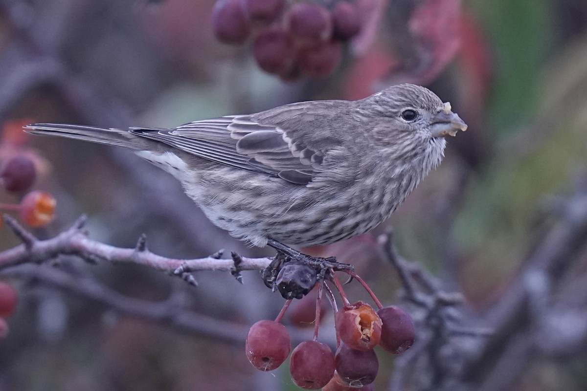 House Finch - ML644196969