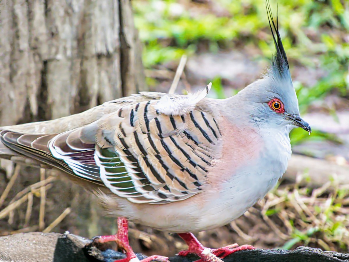 Spitzschopftaube - ML644196983