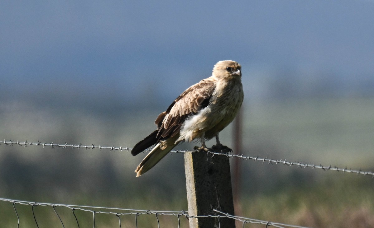 Whistling Kite - ML644196984