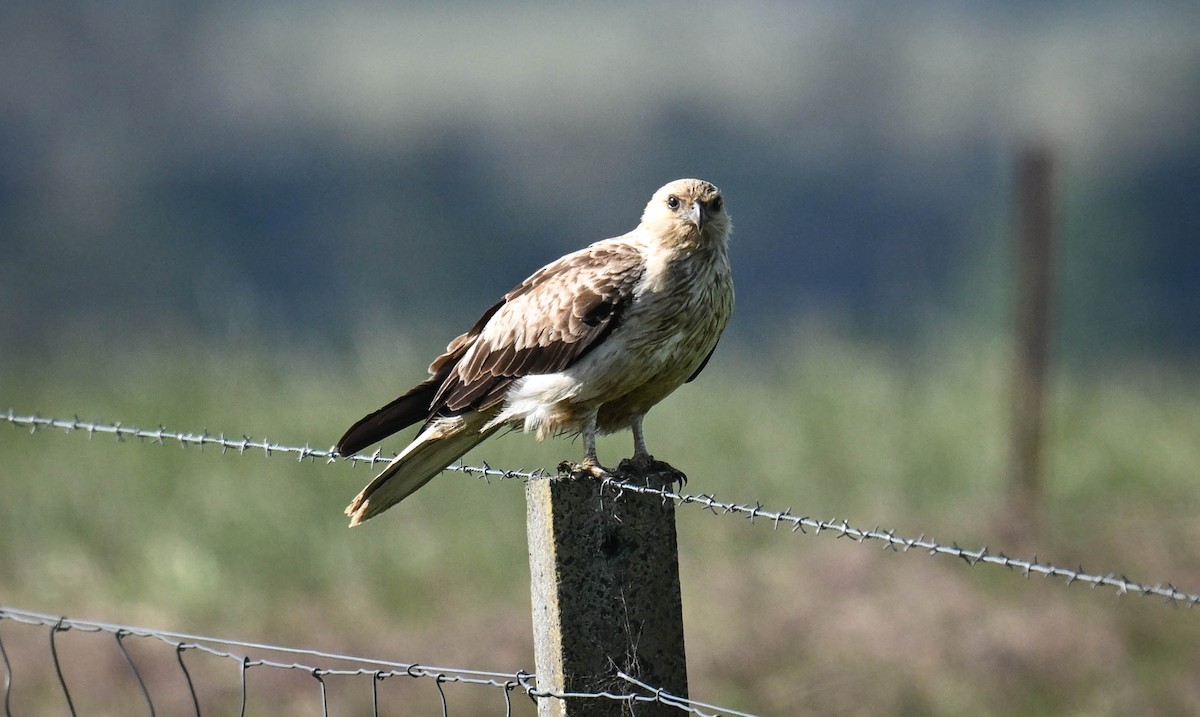 Whistling Kite - ML644196999