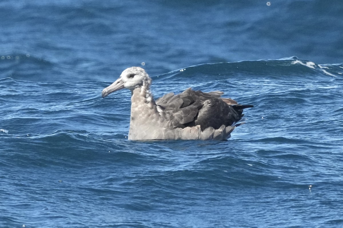Black-footed Albatross - ML644197031