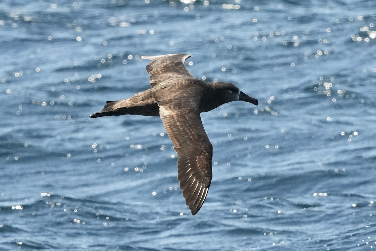 Black-footed Albatross - ML644197032