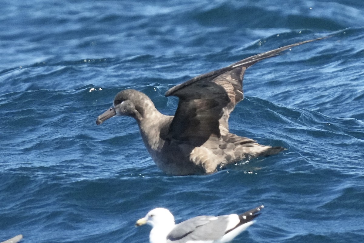 Black-footed Albatross - ML644197033