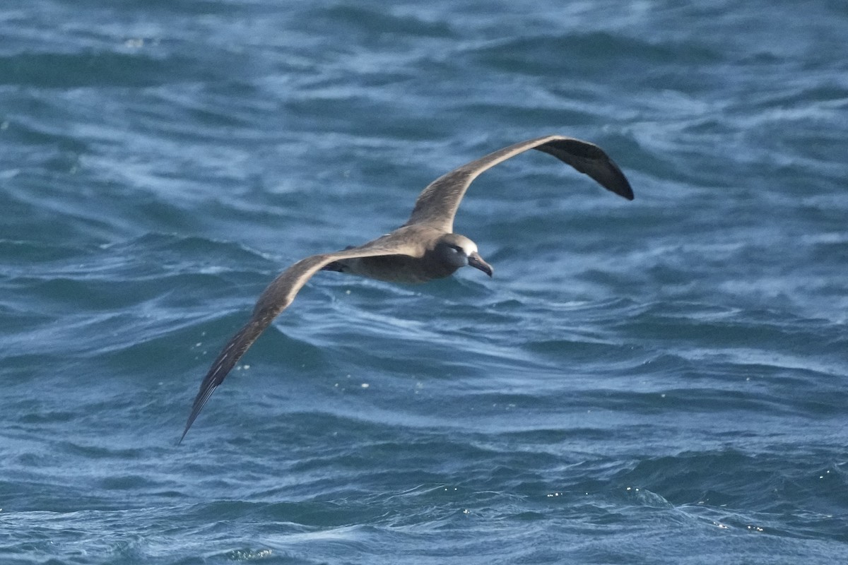 Black-footed Albatross - ML644197034