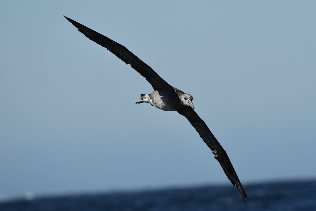 Black-footed Albatross - ML644197035