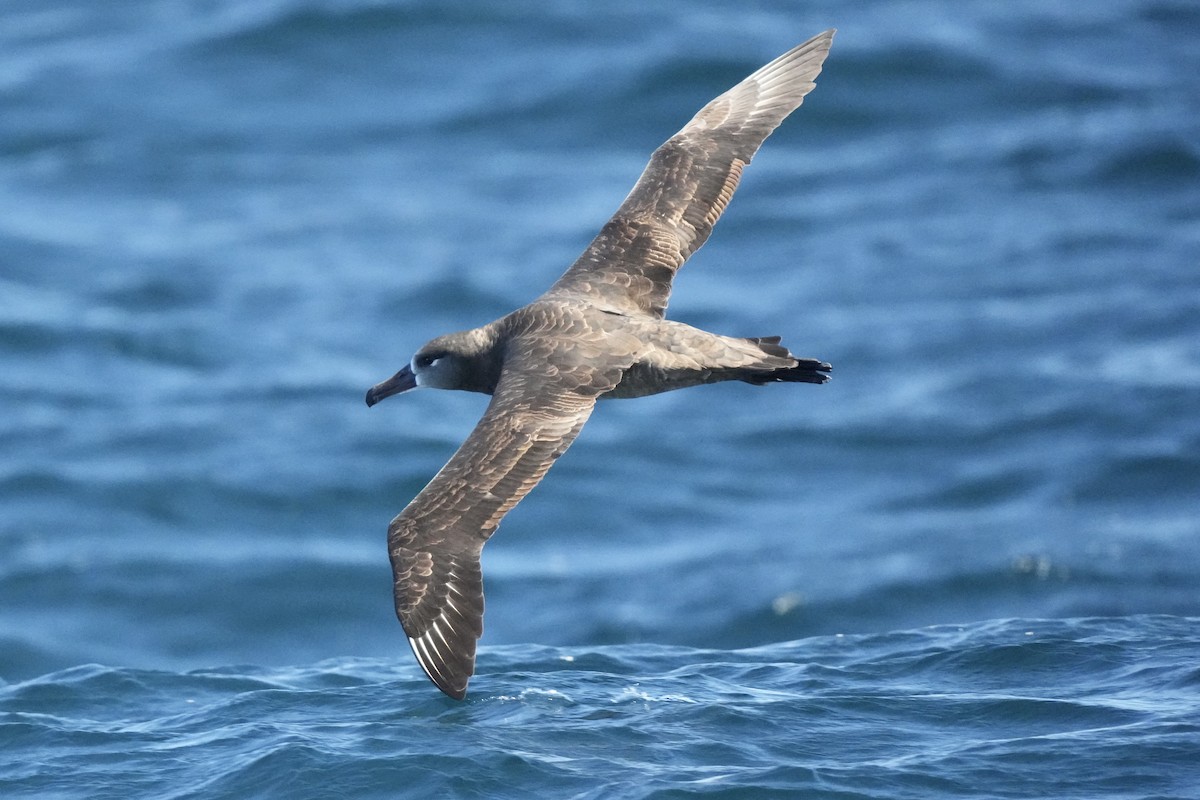 Black-footed Albatross - ML644197036