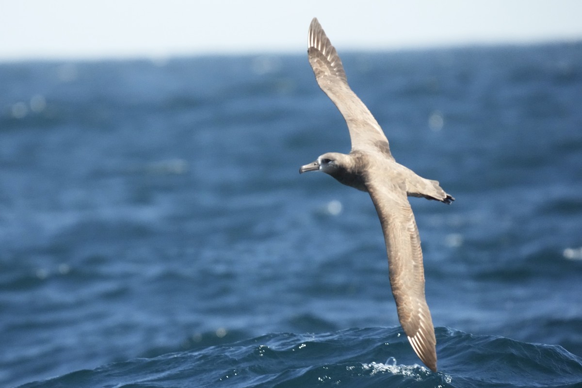 Black-footed Albatross - ML644197037