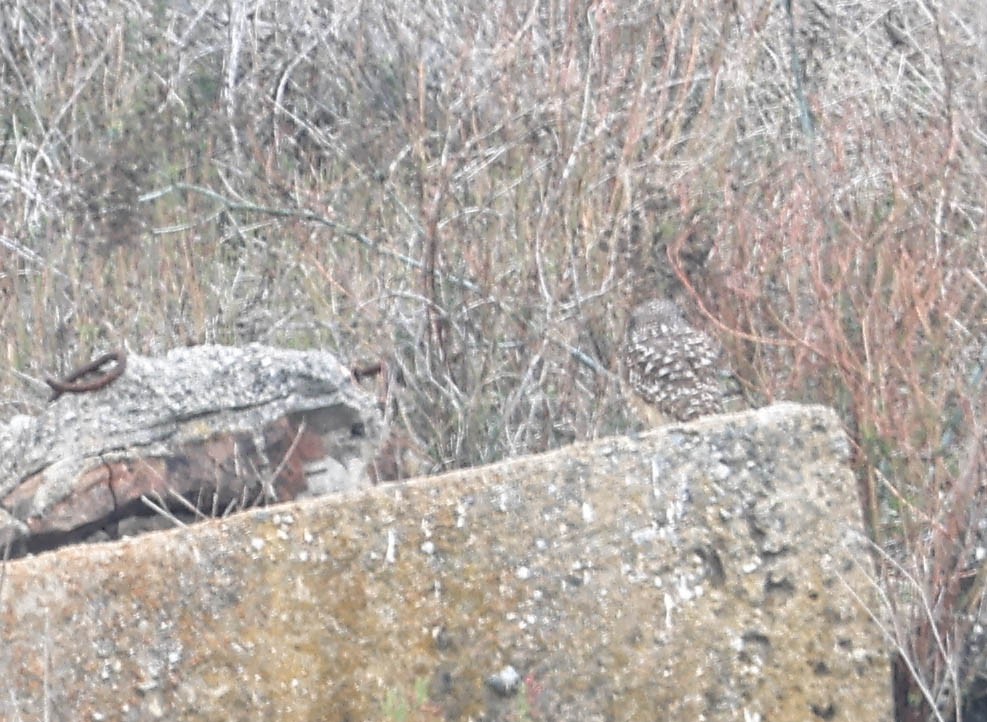 Chevêche des terriers - ML644197046