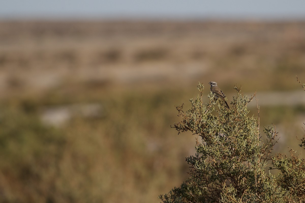 Bruant de Bell (canescens) - ML644197056