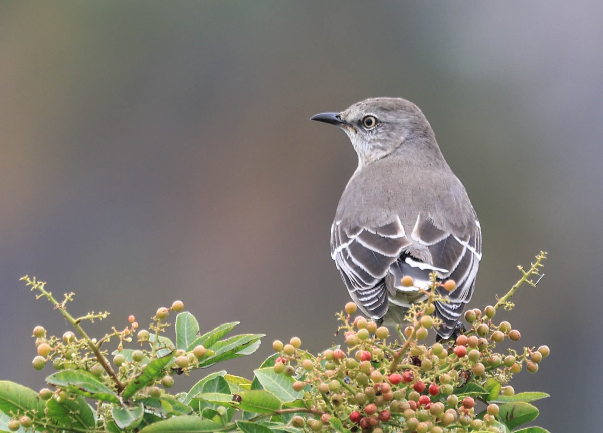 Northern Mockingbird - ML644197060