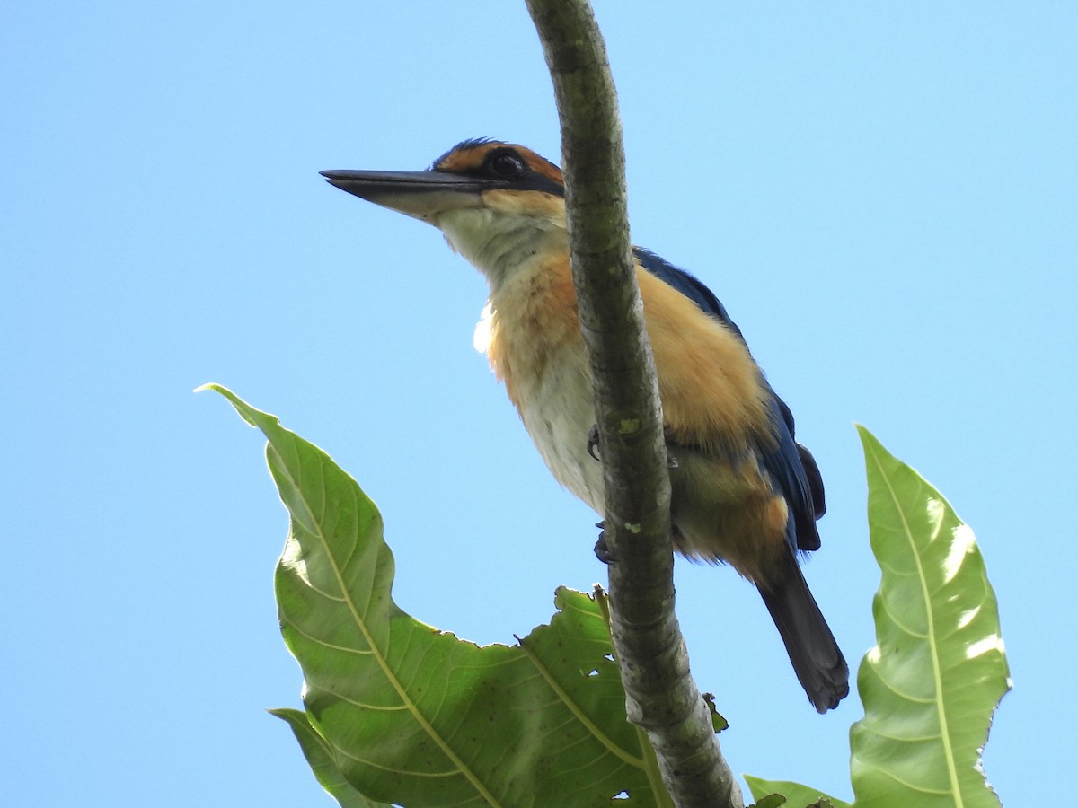 Pasifik Yalıçapkını - ML644197065