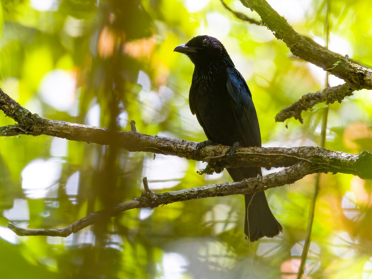 kortstjertdrongo - ML644197085