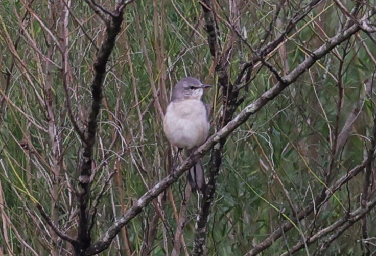 Northern Mockingbird - ML644197095