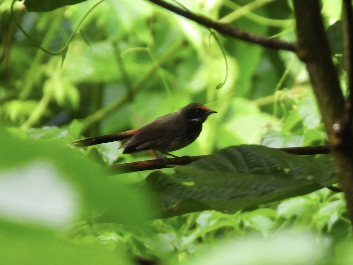 Santa Cruz Fantail (Brown-fronted) - ML644197098