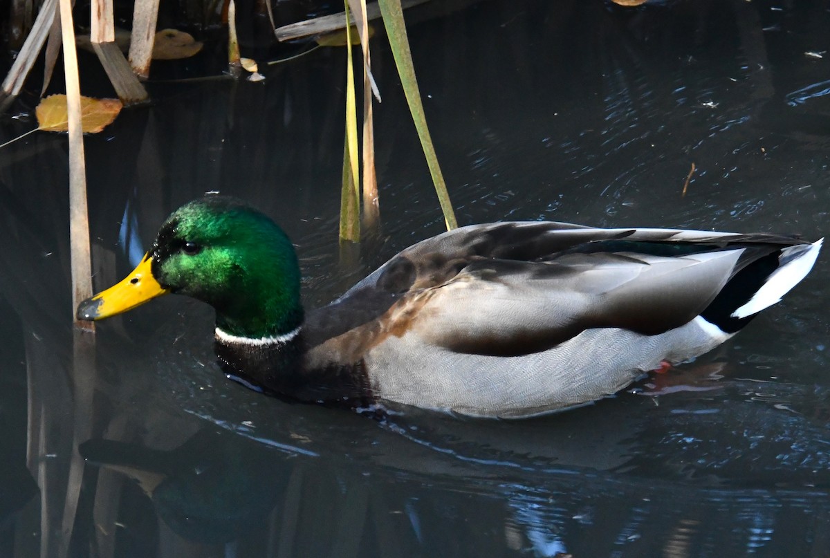Canard colvert - ML644197108