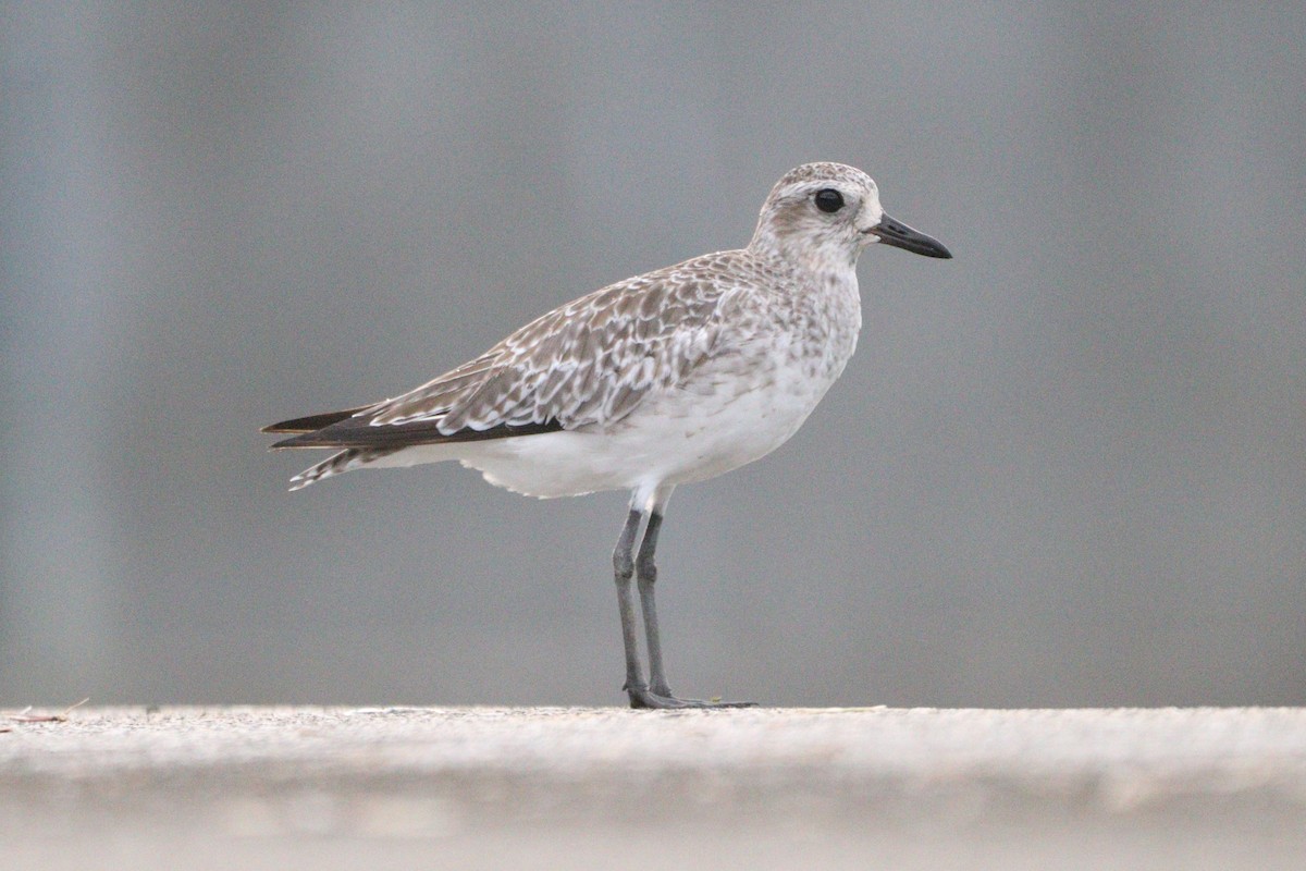 Black-bellied Plover - ML644197110