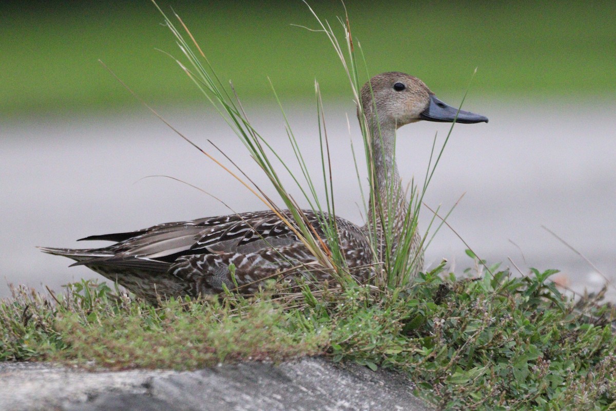 Northern Pintail - ML644197113