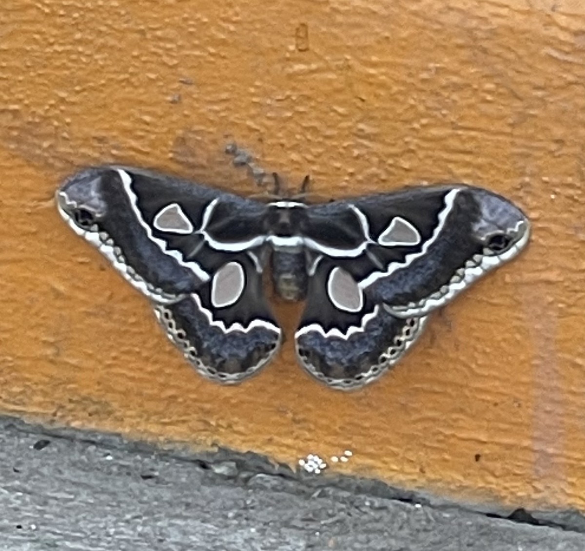 Cincta Silk Moth - ML644197115