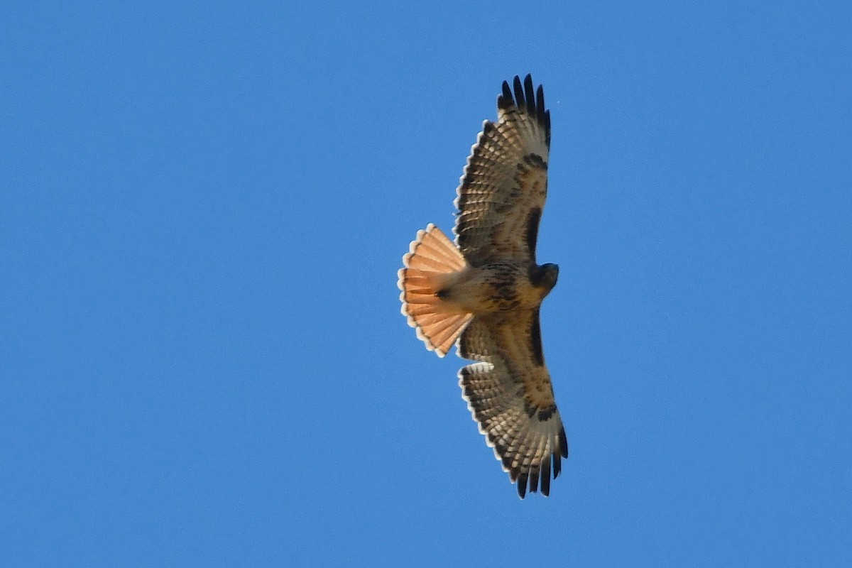 Buse à queue rousse - ML644197116