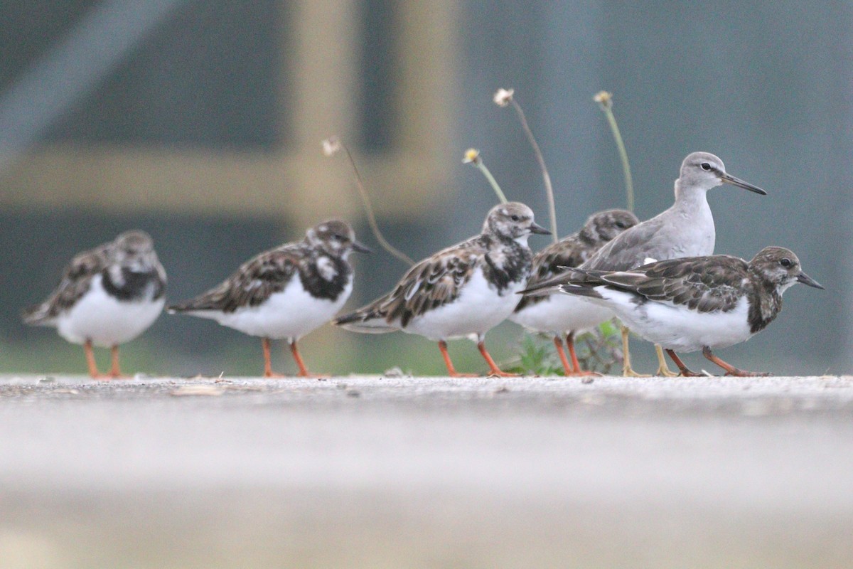 Ruddy Turnstone - ML644197117