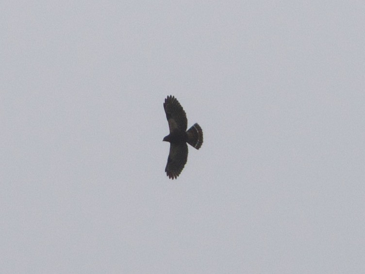 káně bělokostřečná - ML644197128