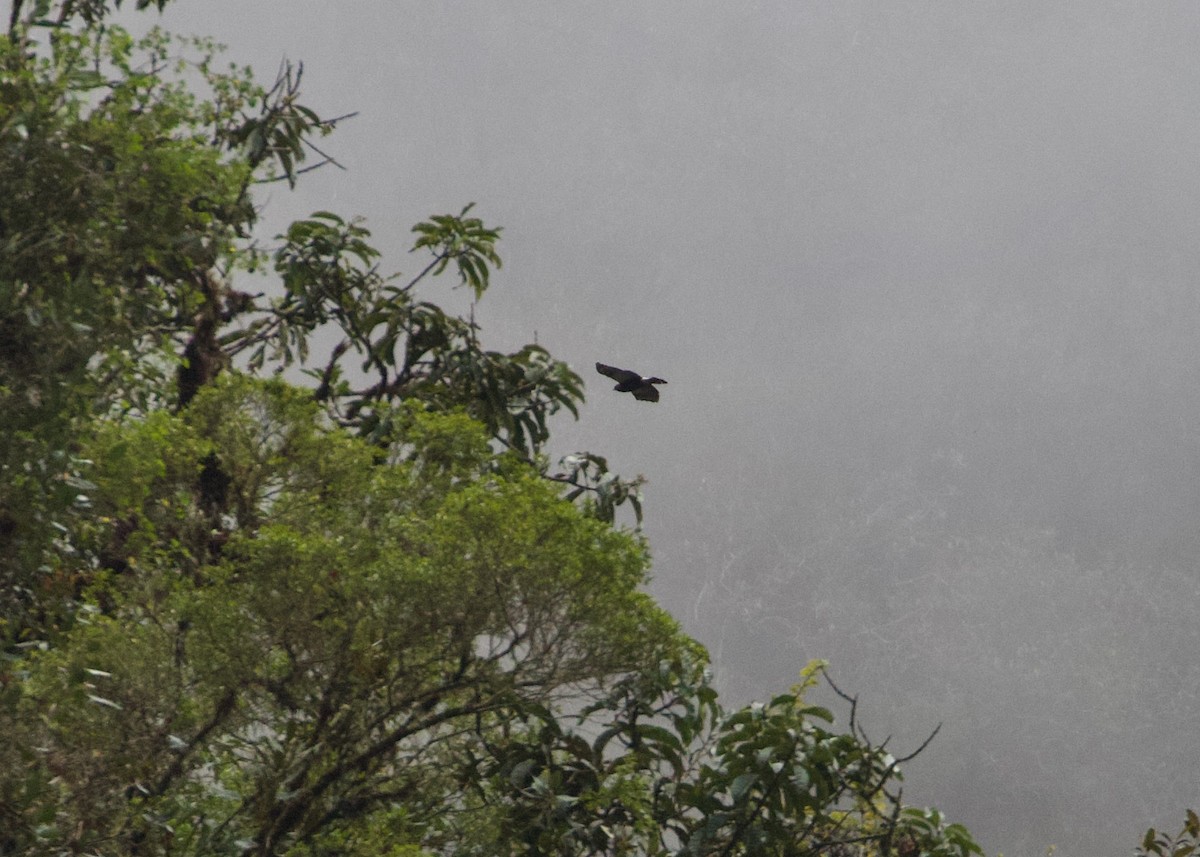 káně bělokostřečná - ML644197130