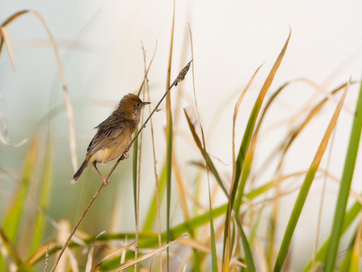 Golden-headed Cisticola - ML644197132