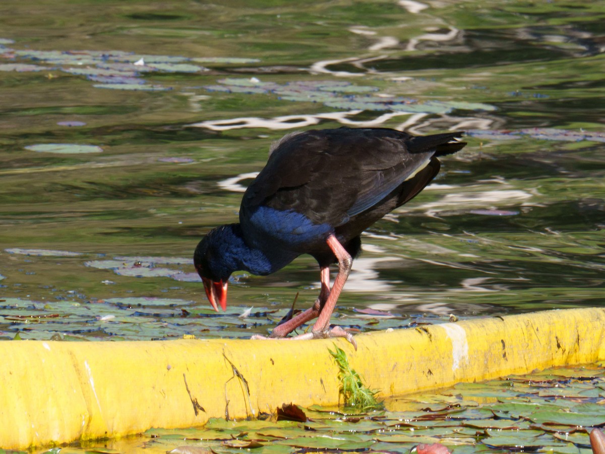 Australasian Swamphen - ML644197133
