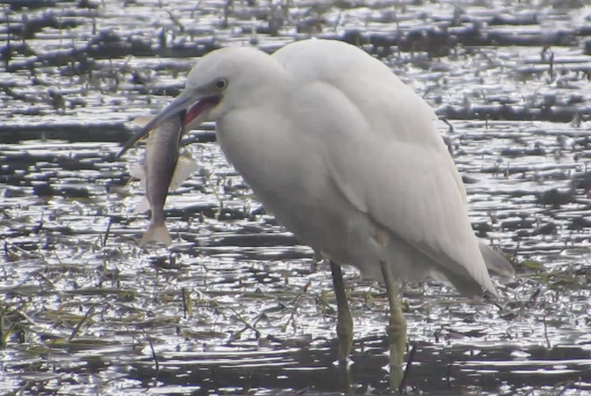 Little Blue Heron - ML644197144
