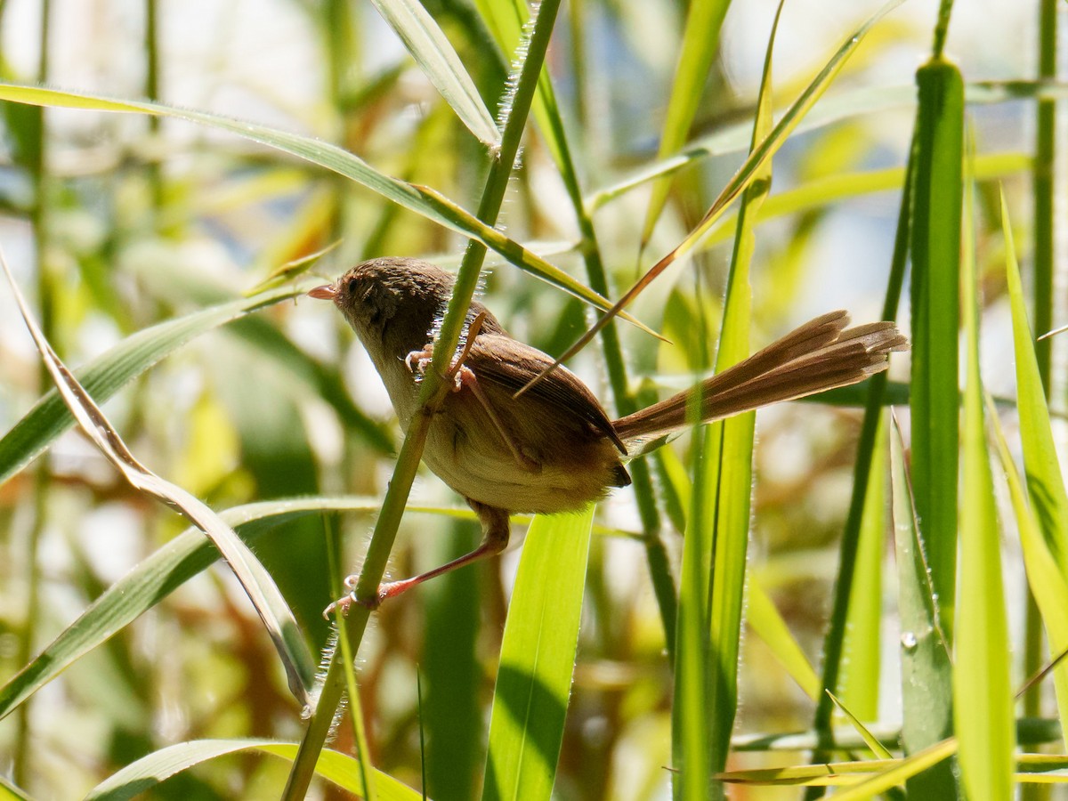 Red-backed Fairywren - ML644197148
