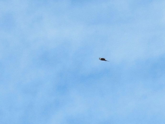 タカ科 - ML644197154