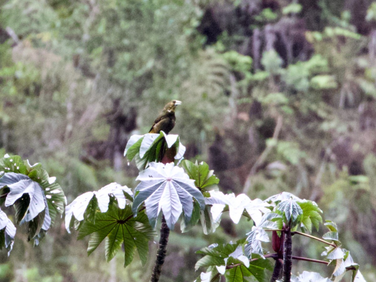 Cacique Verdioscuro - ML644197161