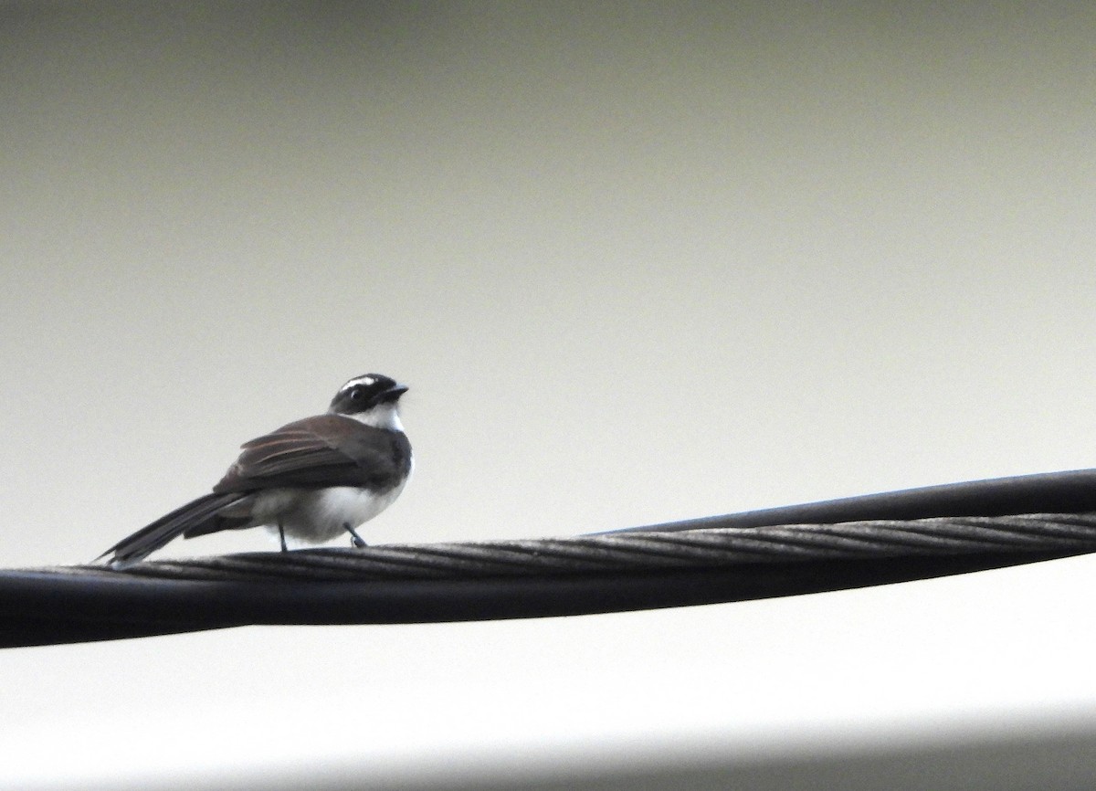 Rhipidure de Vigors - ML644197162