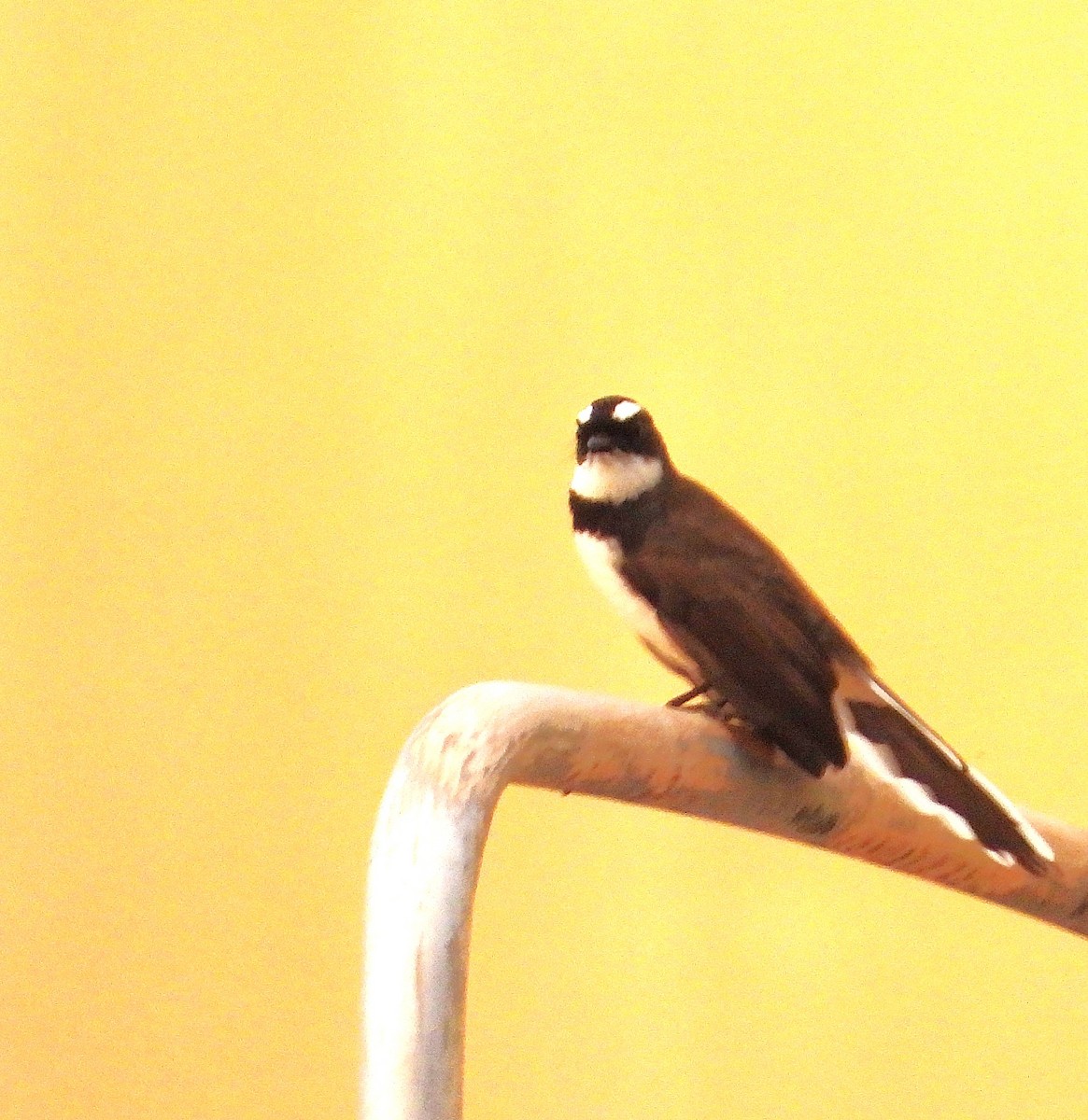 Rhipidure de Vigors - ML644197166