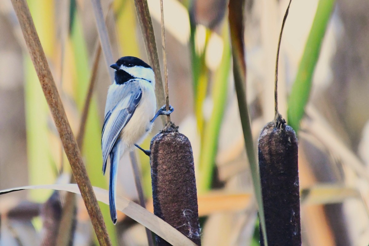 Mésange à tête noire - ML644197168