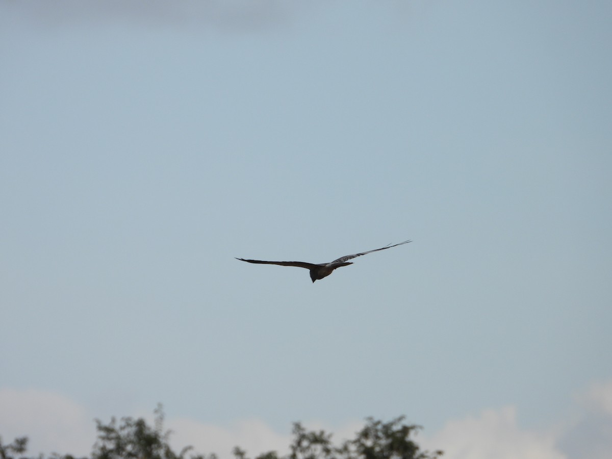 ヒメハイイロチュウヒ - ML644197171