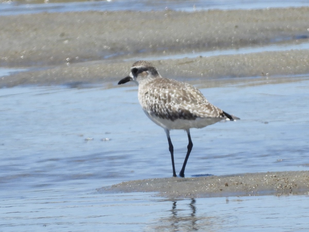 Black-bellied Plover - ML644197190