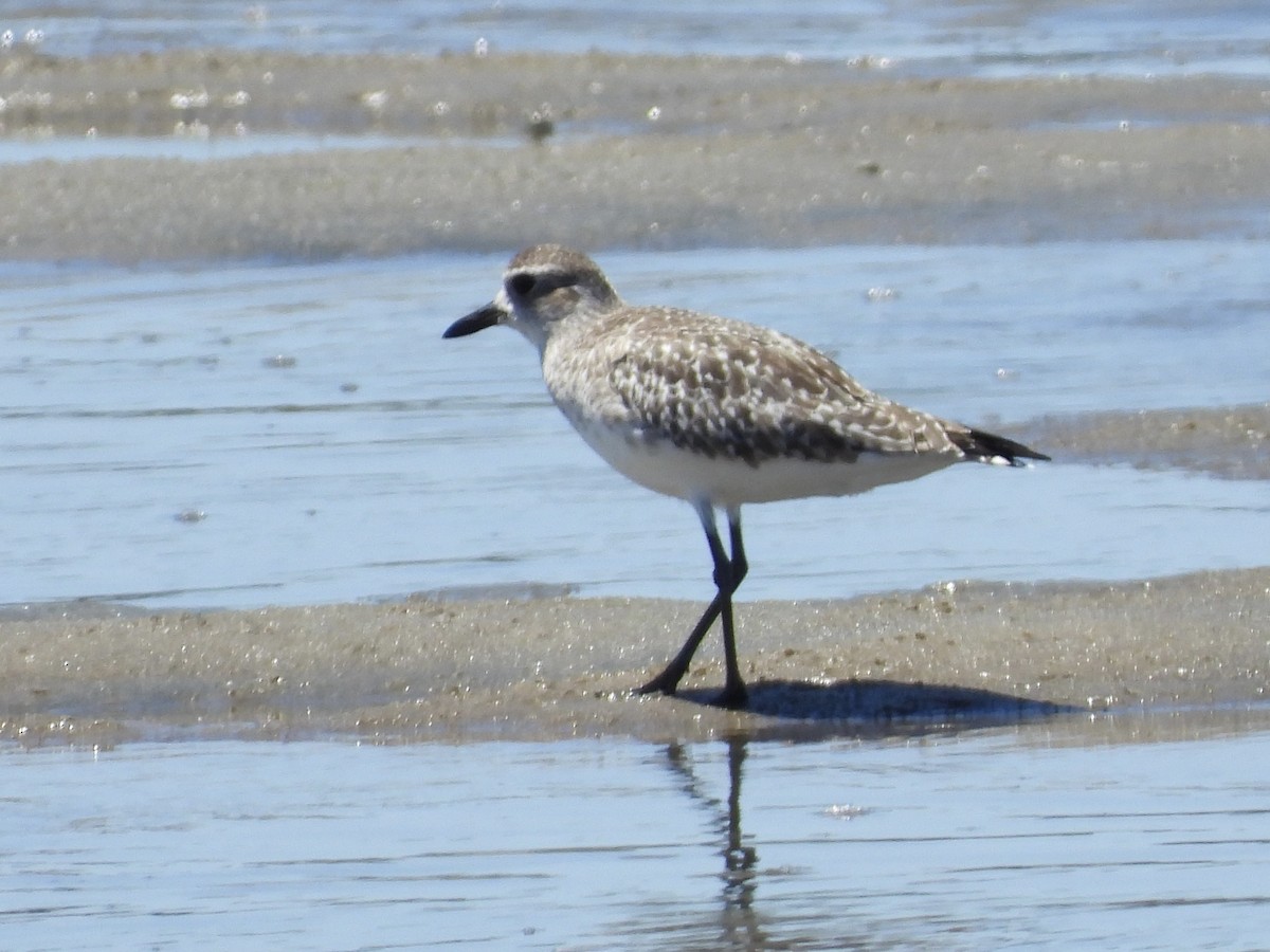 Black-bellied Plover - ML644197191