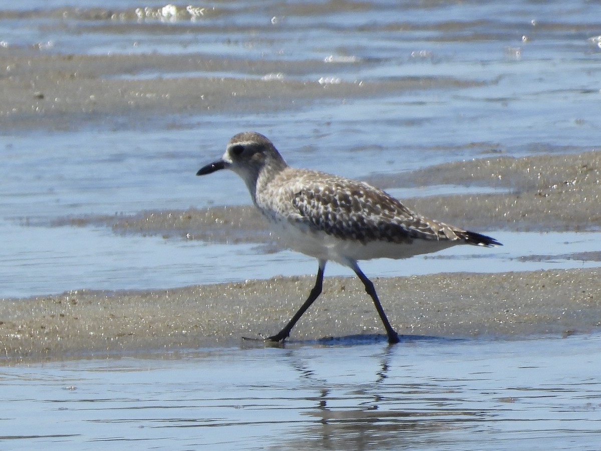 Black-bellied Plover - ML644197192