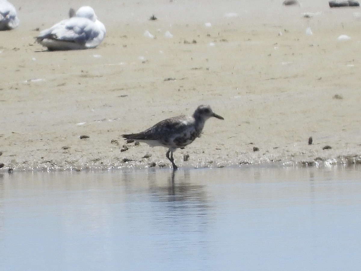 Black-bellied Plover - ML644197193